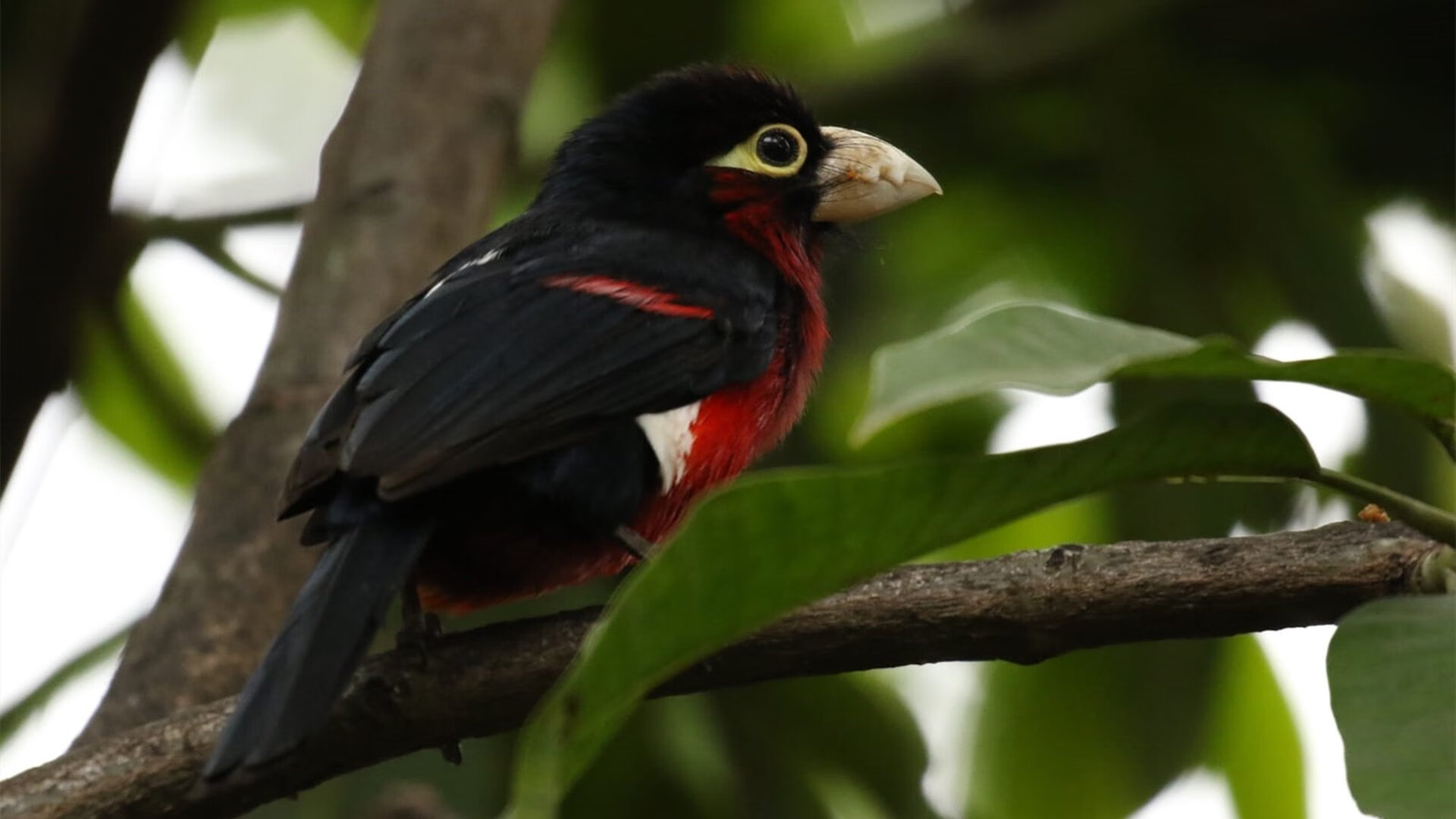 英超裁判使用语义情境回放减少比赛中争议焦点失控,2021赛季英超裁判