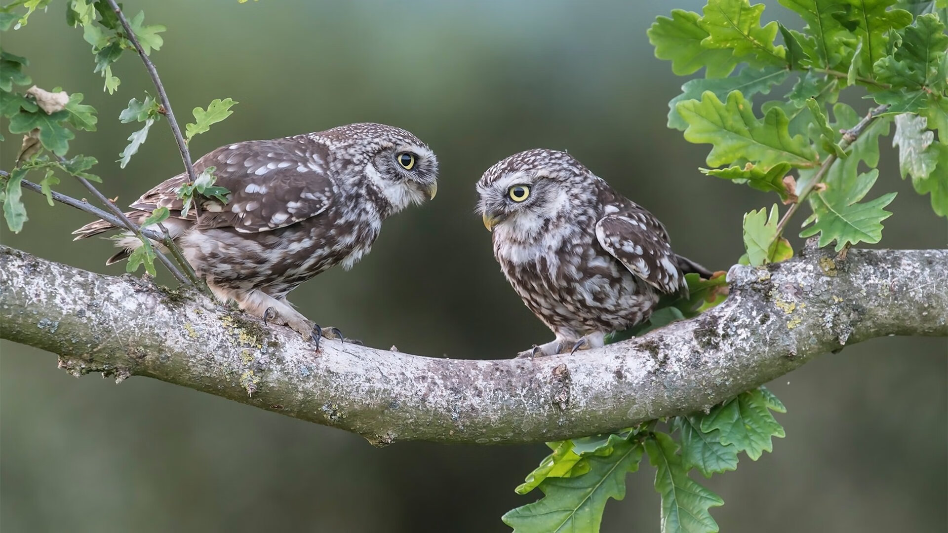 CBA多支球队青训体系完善 培养未来之星,cba球队青训几级梯队