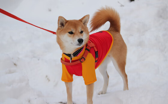 东亚杯中国青年队复仇 热血精神燃爆现场,中国东亚杯第几名