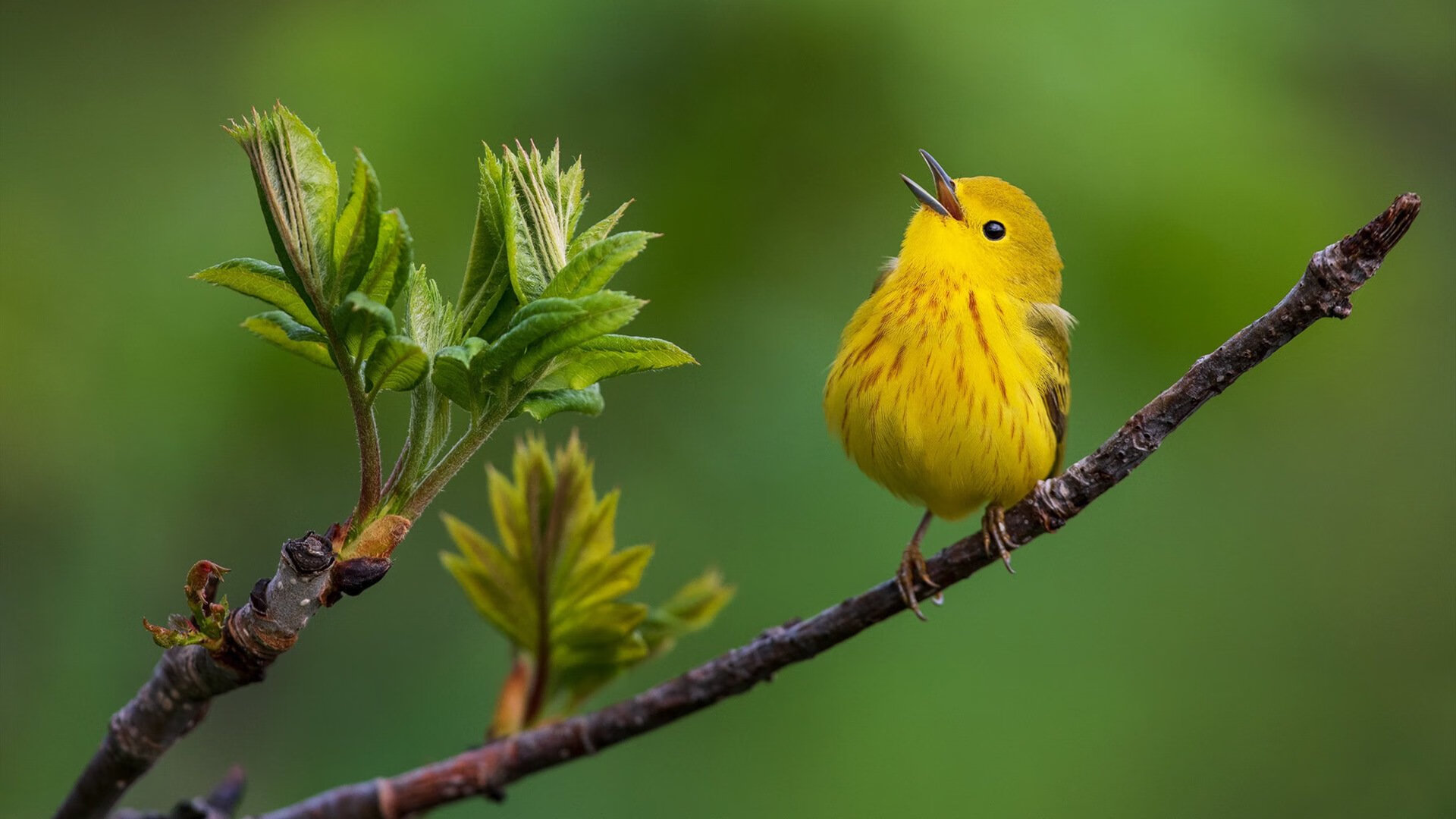 女子仰泳项目成为潜在得分点,女子仰泳比赛视频
