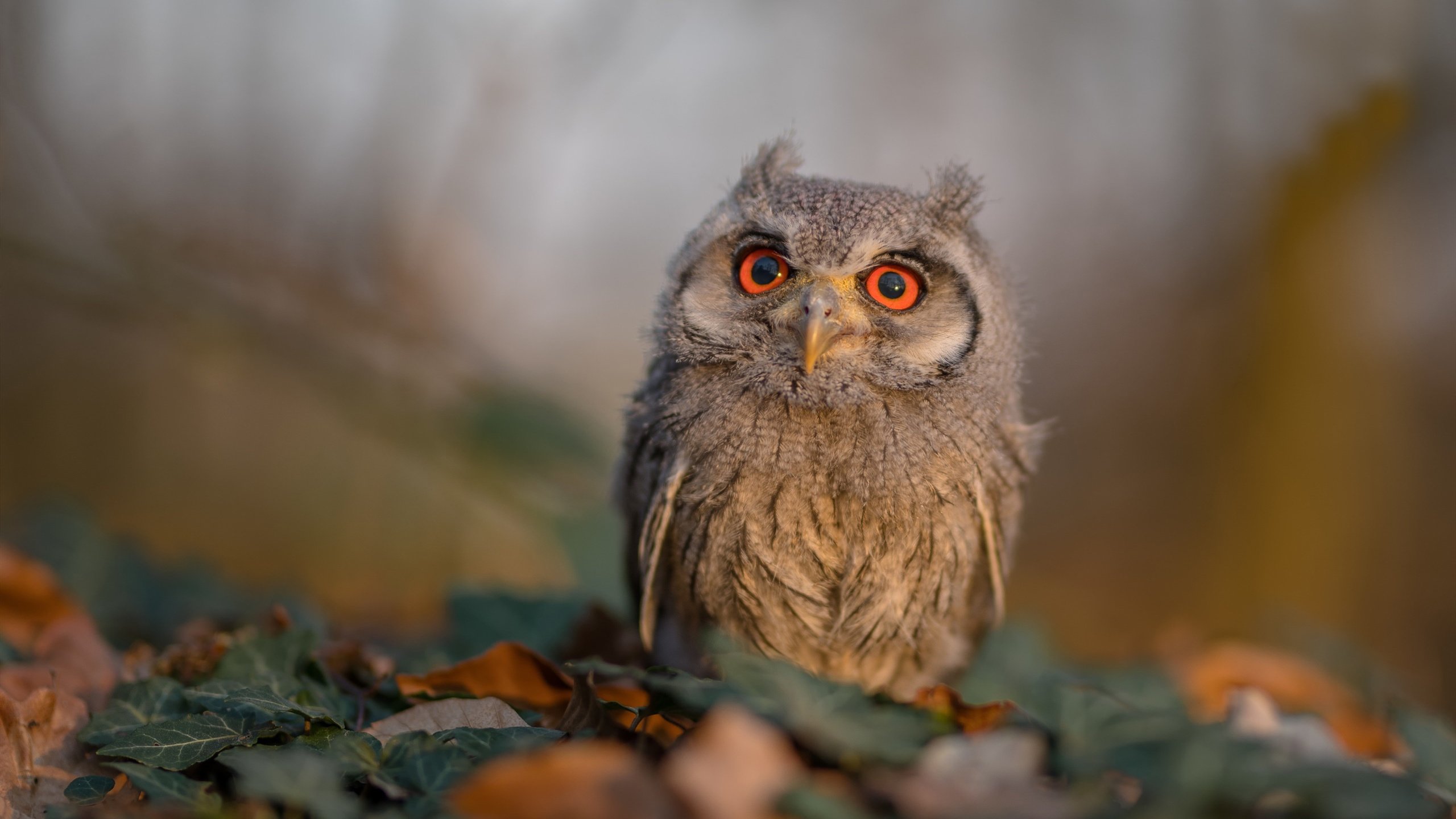 米兰体育-拜仁连续逼抢打乱对手出球节奏，拜仁进攻战术