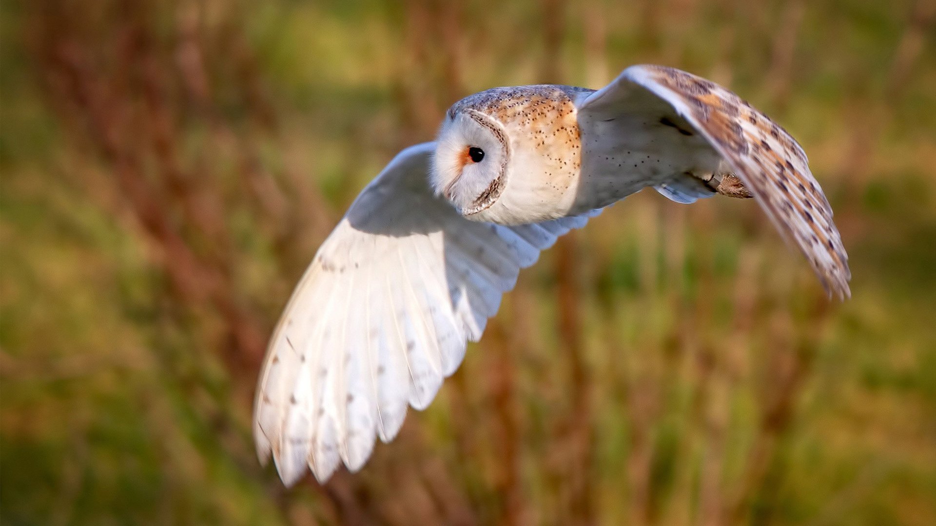 AC米兰-新加坡乒乓队未来前景：如何突破局限性，塑造顶级球队，新加坡乒乓球员有哪些人