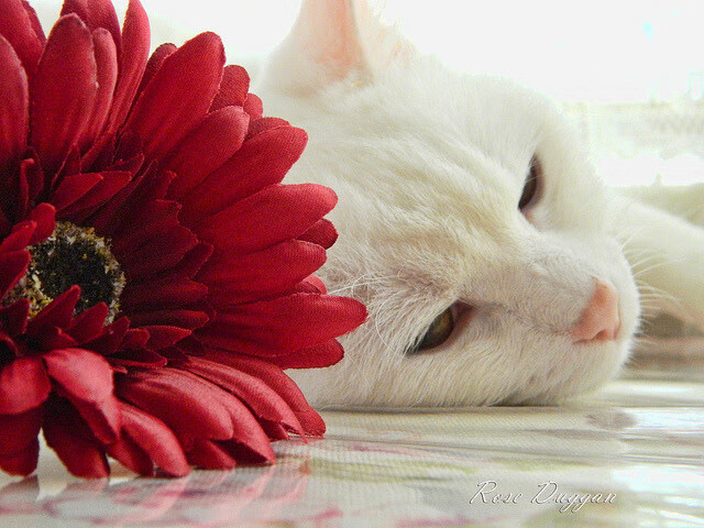 球迷文化复兴面临的最大阻碍,球迷文化复兴面临的最大阻碍是什么