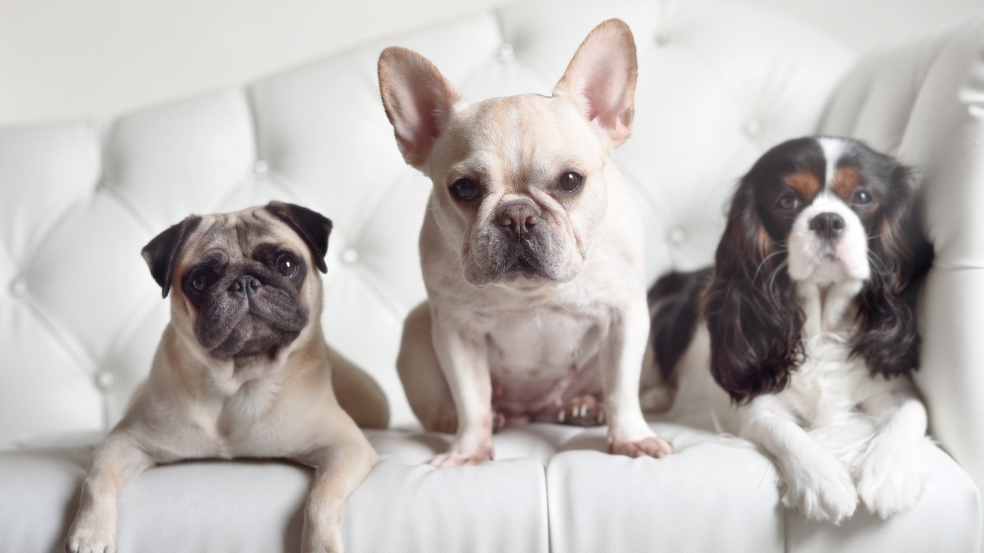 男子自由泳划频密度演变趋势图,男子自由泳比赛