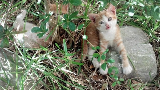 青训缺乏高原高寒等复杂环境适应训练,训练中高原现象产生的原因是什么