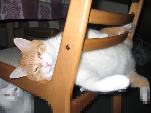 “亚戈·卡尔曼的防守技巧与进攻手段,助美洲狮队占领世界舞台”