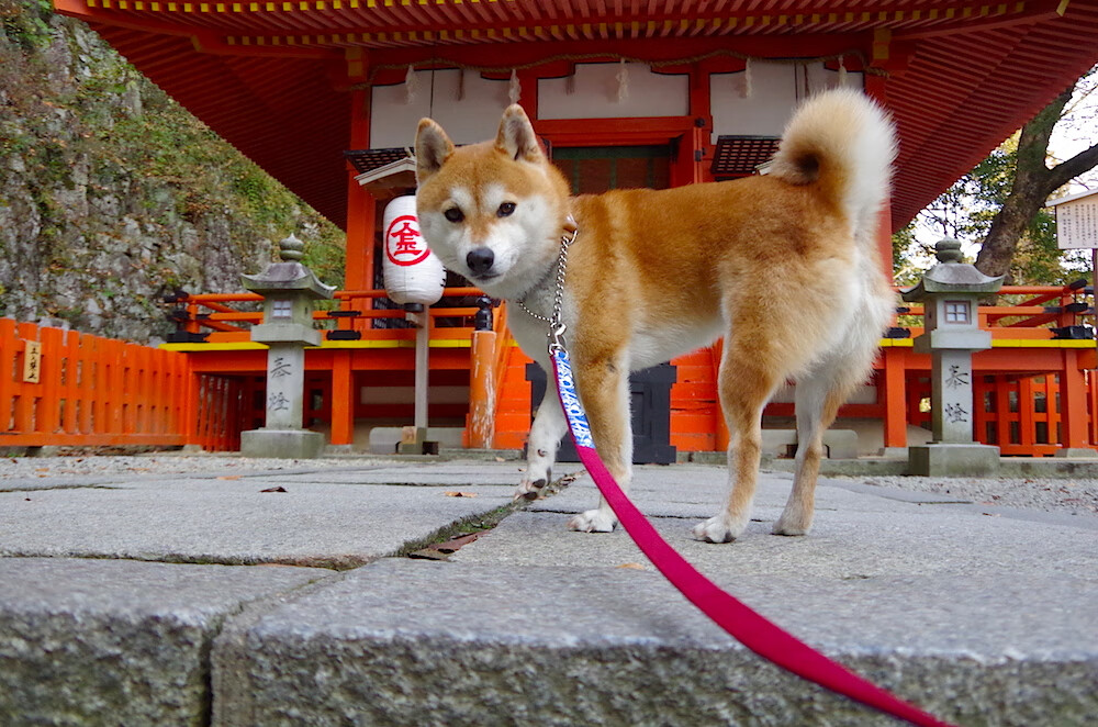 “胡利安·门德斯:阿根廷美洲狮队的传球核心,未来不可限量”