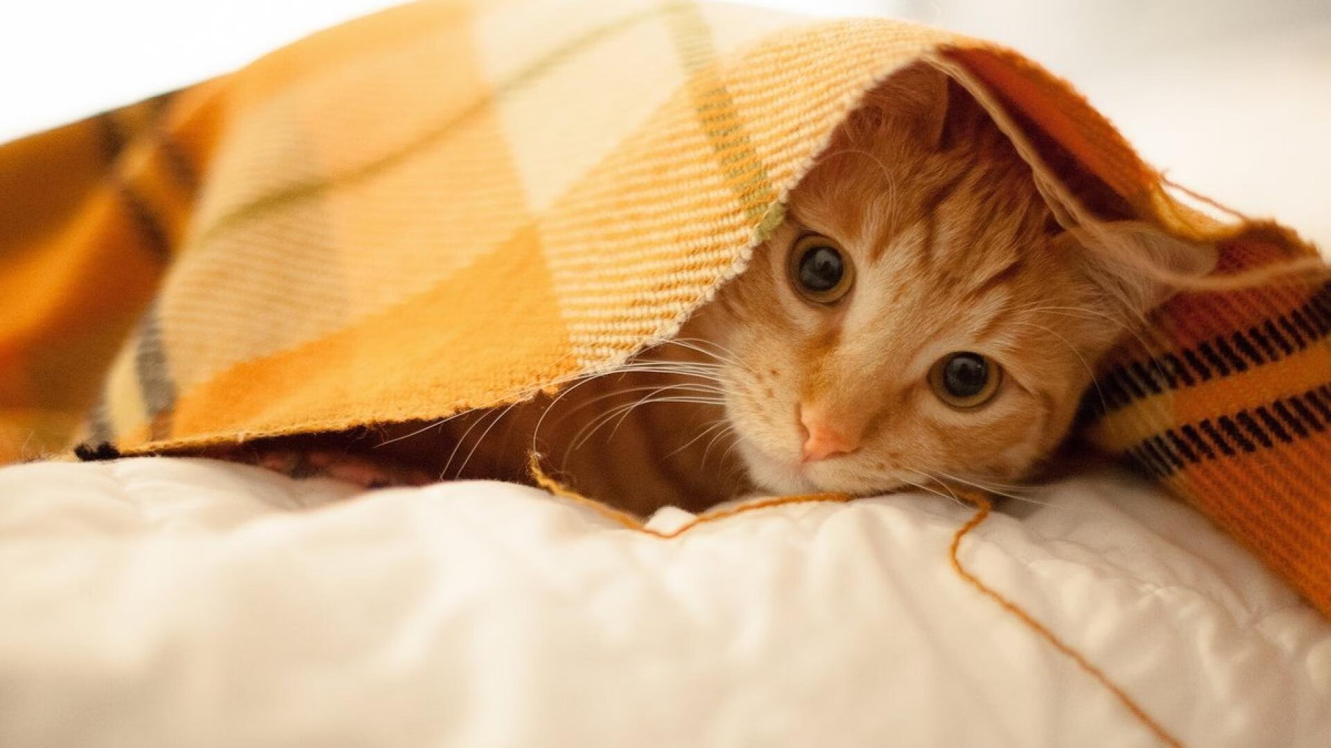 丁俊晖称心态成熟是赢球关键因素,丁俊晖心理素质