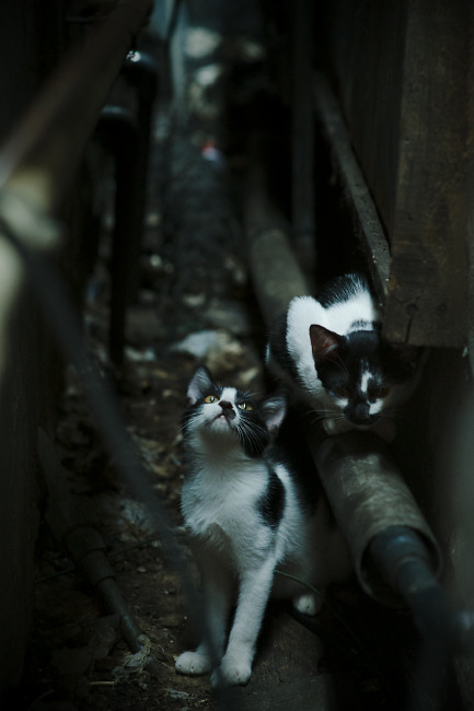 曼联中场组合渐入佳境备战升级,在曼联效力过的中场球员